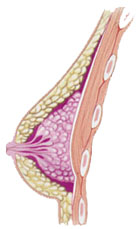 flastic surgery